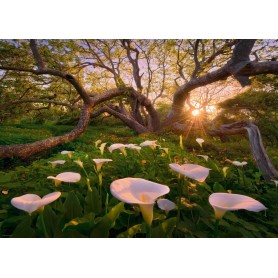 Puzzle Heye Bosques mágicos de 1000 Piezas Puzzle Heye Bosques mágicos de 1000 Piezas Heye - 1