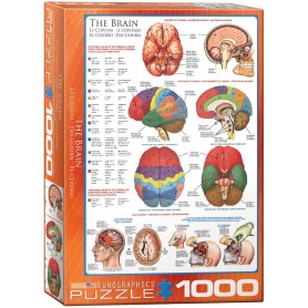 Puzzle Eurographics El cerebro de 1000 Piezas Puzzle Eurographics El cerebro de 1000 Piezas Eurographics - 1