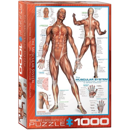 Puzzle Eurographics El sistema muscular de 1000 Piezas - Eurographics