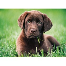 Puzzle Clementoni Cachorro Chocolate de 500 Piezas Puzzle Clementoni Cachorro Chocolate de 500 Piezas Clementoni - 1