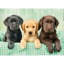 Puzzle Clementoni Los Tres Labradores De 1000 Piezas - Clementoni