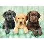 Puzzle Clementoni Los Tres Labradores De 1000 Piezas - Clementoni