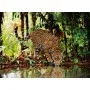 Puzzle Clementoni Leopardo de 2000 Piezas - Clementoni