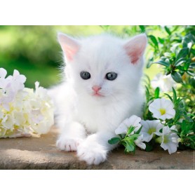 Puzzle Ravensburger Gatito Blanco de 1500 Piezas Puzzle Ravensburger Gatito Blanco de 1500 Piezas Ravensburger - 1