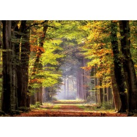 Puzzle Educa Paseo Otoñal de 1000 Piezas Puzzle Educa Paseo Otoñal de 1000 Piezas Puzzles Educa - 1
