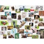 Puzzle Ravensburger Collage de Animales Divertidos de 1500 Piezas Ravensburger - 1
