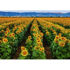 Puzzle Ravensburger Campo de Girasoles 1000 Piezas Puzzle Ravensburger Campo de Girasoles 1000 Piezas Ravensburger - 1