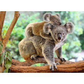 Puzzle Ravensburger Amor de Koala XXL de 200 Piezas Puzzle Ravensburger Amor de Koala XXL de 200 Piezas Ravensburger - 1