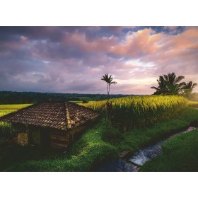 Puzzle Ravensburger Campos de Arroz en Bali de 500 Piezas Puzzle Ravensburger Campos de Arroz en Bali de 500 Piezas Ravensburger - 1
