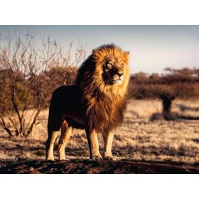Puzzle Ravensburger El León el Rey de los Animales de 1500 Piezas Puzzle Ravensburger El León el Rey de los Animales de 1500 Piezas Ravensburger - 1
