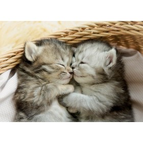 Puzzle Educa Dulces Gatitos de 500 Piezas Puzzle Educa Dulces Gatitos de 500 Piezas Puzzles Educa - 1