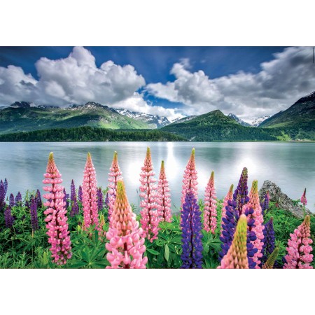 Puzzle Educa Altramuces a Orillas del Lago Sils, Suiza 1500 Piezas Puzzles Educa - 1